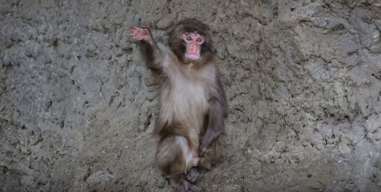 Punch the Monkey Learned to Wave and the Internet Can’t Get Enough